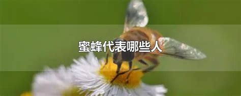 蜜蜂代表什麼 催財咒